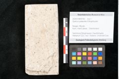 Foto (Objekt + Etikett) von Quercus palaeoilex Ettingshausen (NHMW-GEO-2024-0188-8106)